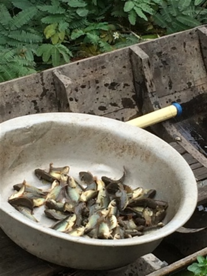 Nhộn nhịp đánh bắt thủy sản mùa nước nổi Đồng Tháp Mười