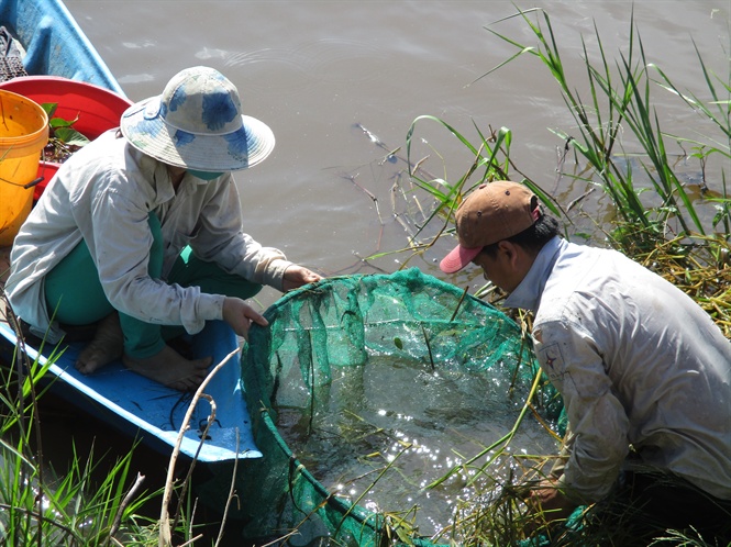Nhộn nhịp đánh bắt thủy sản mùa nước nổi Đồng Tháp Mười