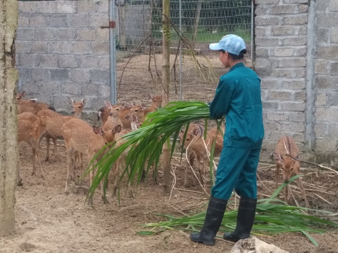 Nuôi động vật bản địa bằng thức ăn tự nhiên, doanh thu hơn 1 tỷ đồng/năm