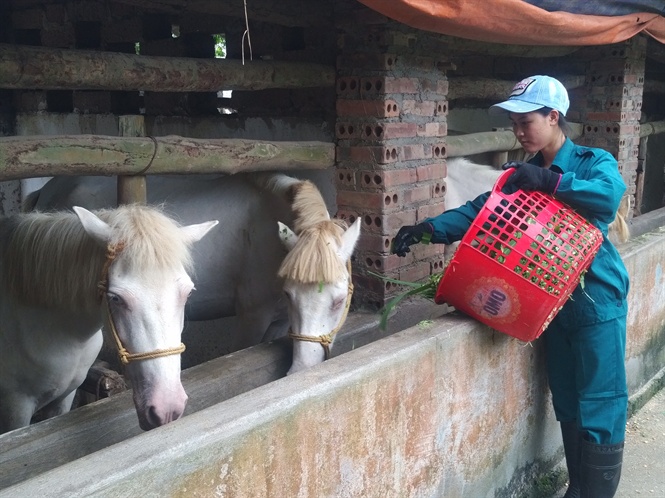 Nuôi động vật bản địa bằng thức ăn tự nhiên, doanh thu hơn 1 tỷ đồng/năm