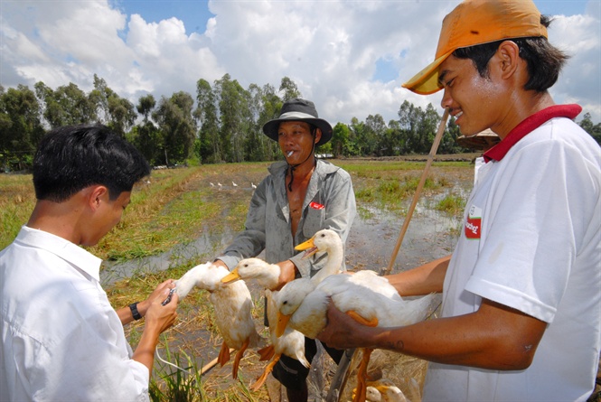 Phòng bệnh gia súc, gia cầm mùa lũ