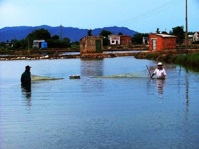 Bình Định: Nuôi tôm thắng lớn
