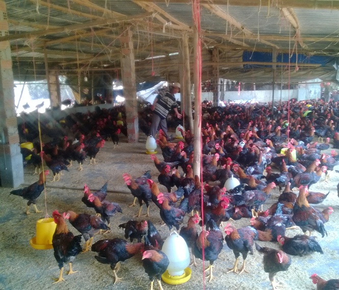 Chăn nuôi gia cầm Bình Định thấp thỏm bước vào vụ cuối năm