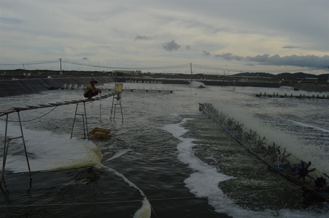 Nuôi tôm đạt chứng nhận ASC