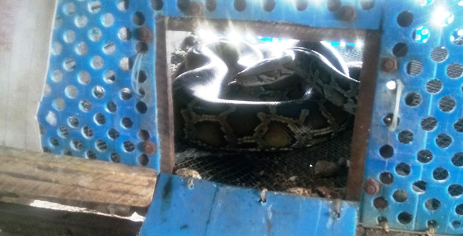 Nuôi trăn thương phẩm lãi 100 triệu đồng/năm