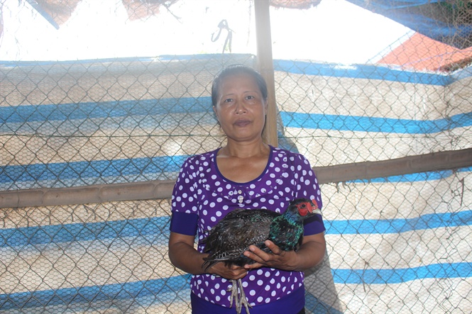 Nuôi chim trĩ xanh dễ hơn nuôi gà, thu 30 triệu đồng/tháng
