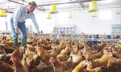Tấm gương Tay trắng nuôi gà thu nhập tiền Tỉ mỗi năm