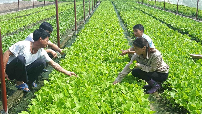 Rau an toàn Đông Cao