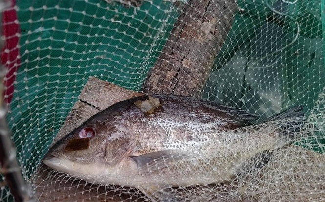 Cá chết trắng lồng ở Huế, người dân bức xúc