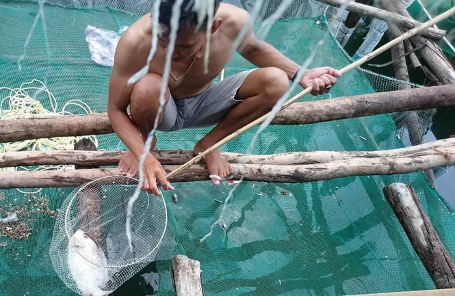 Cá chết trắng lồng ở Huế, người dân bức xúc