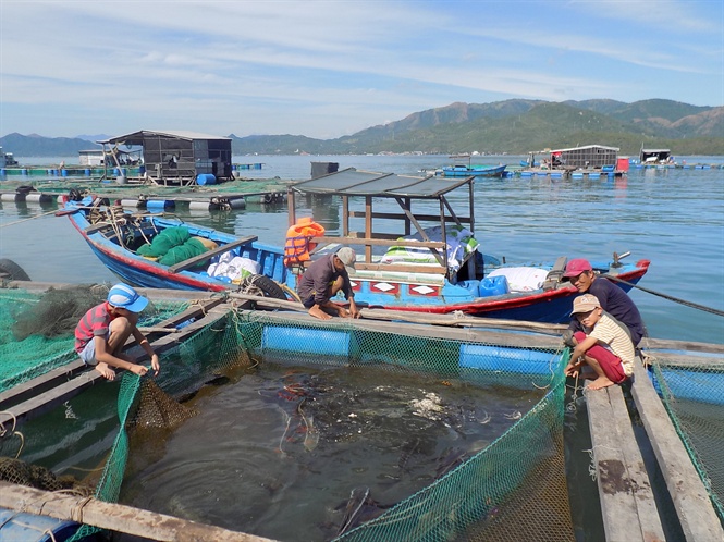 Cá bớp nuôi lồng bè trên biển Hòn Lăng lại chết hàng loạt