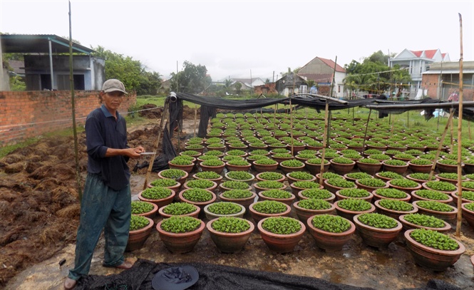 Ninh Giang tất bật trồng hoa vụ tết