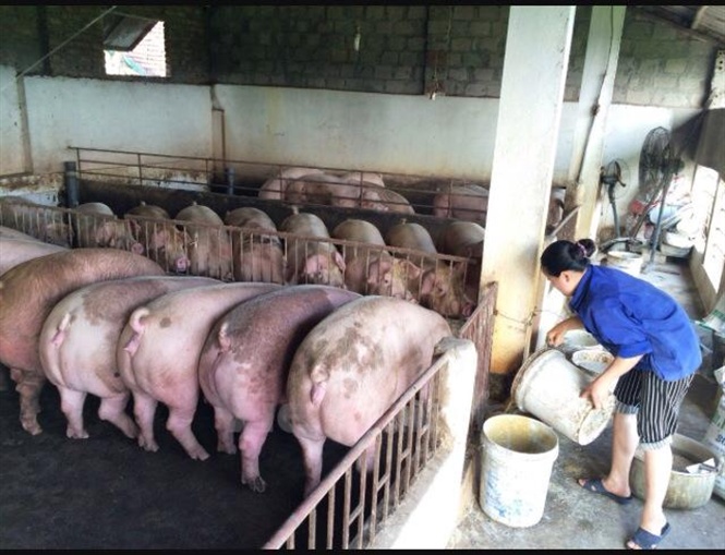 Hiệu quả nuôi lợn ngoại FH
