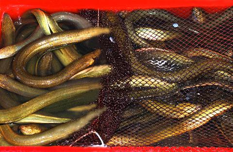 Nuôi lươn trong bồn bằng cây bắp khô