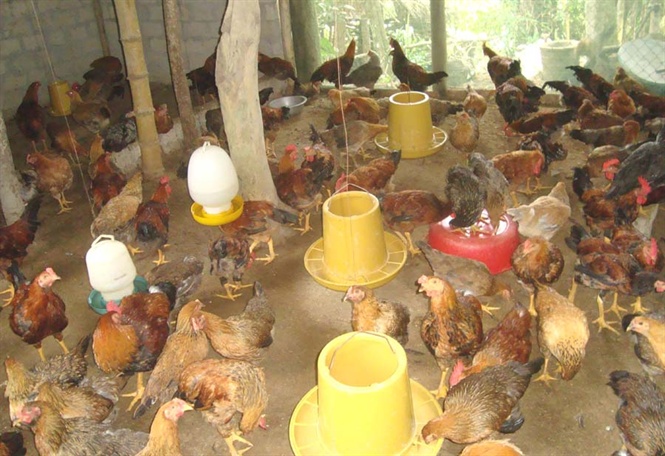 Nuôi gà theo công nghệ mới đạt hiệu quả kinh tế cao