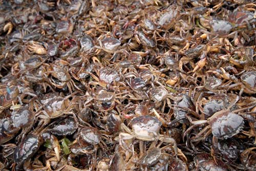 Nuôi tắc kè, dông, cua dồng, tép rong, các chạch làm giàu