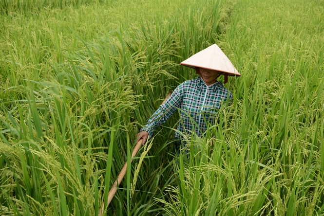 Khả năng vượt trội của giống lúa lai LY 2099