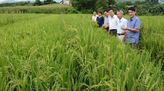 Khả năng vượt trội của giống lúa lai LY 2099