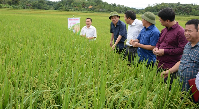 Khả năng vượt trội của giống lúa lai LY 2099