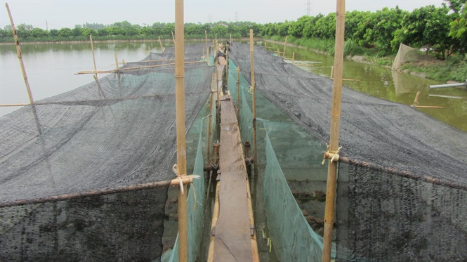 Mô hình nuôi lồng ghép thuỷ đặc sản, thu ngót 1 tỷ đồng/năm