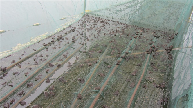 Mô hình nuôi lồng ghép thuỷ đặc sản, thu ngót 1 tỷ đồng/năm