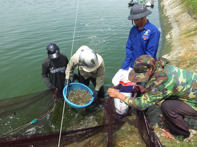 Tôm giống có vấn đề, người nuôi thiệt hại, vẫn chưa 'truy' ra ai chịu trách nhiệm?