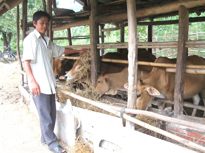 Tăng tốc nâng chất lượng bò thịt