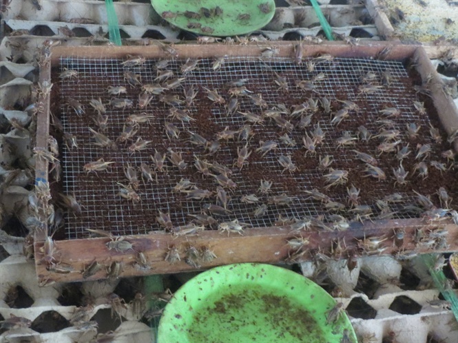 Đều đặn thu 20 triệu đồng/tháng từ trang trại dế 50m2 phía sau nhà