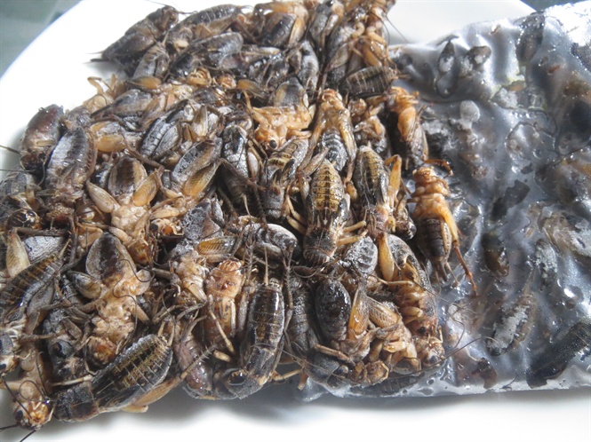 Đều đặn thu 20 triệu đồng/tháng từ trang trại dế 50m2 phía sau nhà