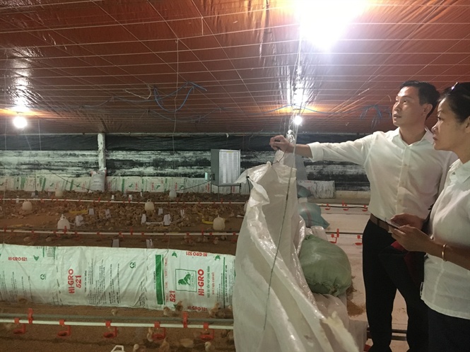 Trang trại gà đẻ hơn 330.000 con 'xịn' nhất Tiền Giang