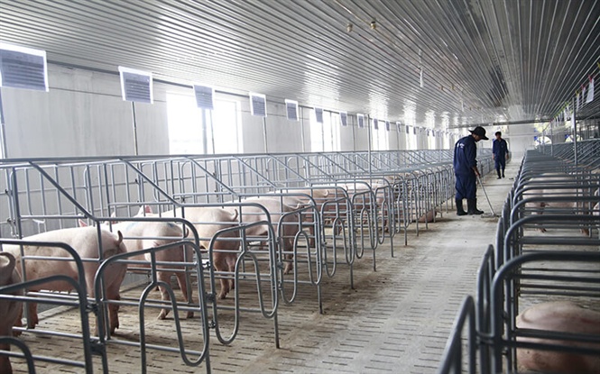 Trang trại nuôi heo thịt đầu tiên đạt chuẩn GlobalGAP