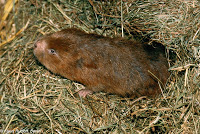 Nuôi con Dúi – Nuôi con Cúi