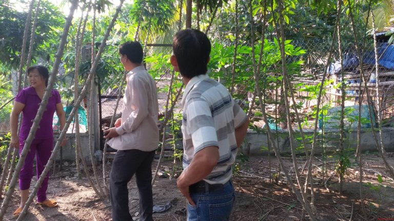 Các Giống Khoai Mì – Giống Sắn Năng Suất Cao Nhất