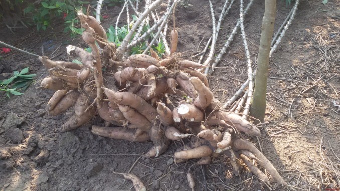 Kỹ Thuật Trồng Khoai Mì Năng Suất Cao