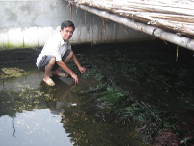 Nuôi lươn trong bồn bằng cây bắp khô