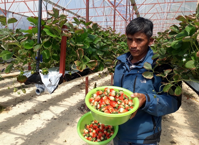 Ngạc nhiên với cách kiếm tiền tỷ từ trồng dâu tây kỹ thuật mới hiếm từng thấy
