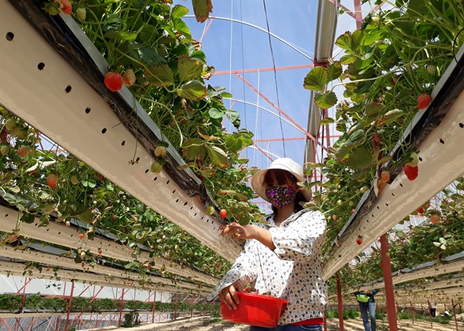 Ngạc nhiên với cách kiếm tiền tỷ từ trồng dâu tây kỹ thuật mới hiếm từng thấy