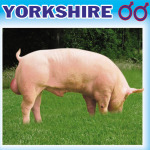 Cách chọn giống heo thịt để nuôi