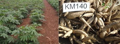 Các Giống Khoai Mì – Giống Sắn Năng Suất Cao Nhất