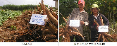 Các Giống Khoai Mì – Giống Sắn Năng Suất Cao Nhất