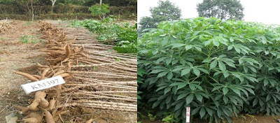 Các Giống Khoai Mì – Giống Sắn Năng Suất Cao Nhất