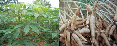 Các Giống Khoai Mì – Giống Sắn Năng Suất Cao Nhất