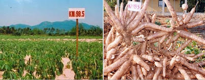 Các Giống Khoai Mì – Giống Sắn Năng Suất Cao Nhất