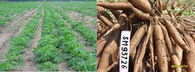 Các Giống Khoai Mì – Giống Sắn Năng Suất Cao Nhất