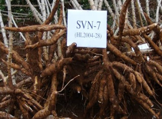 Các Giống Khoai Mì – Giống Sắn Năng Suất Cao Nhất