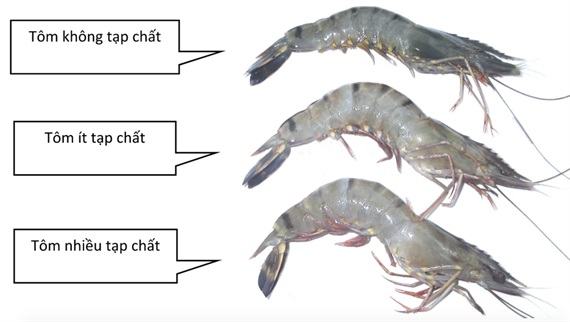 Chế tài xử phạt hành vi bơm tạp chất