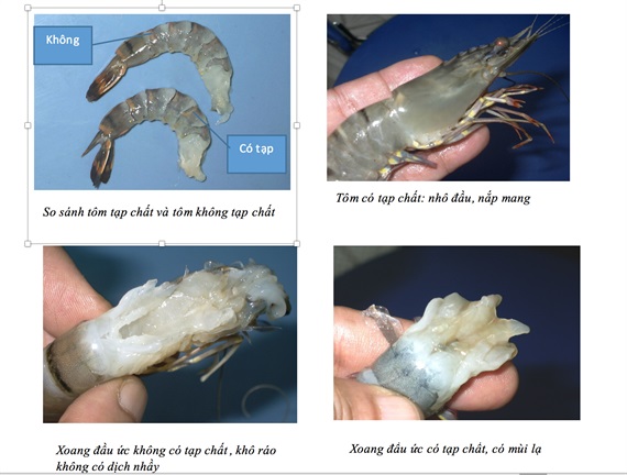 Chế tài xử phạt hành vi bơm tạp chất