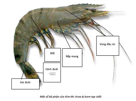 Chế tài xử phạt hành vi bơm tạp chất