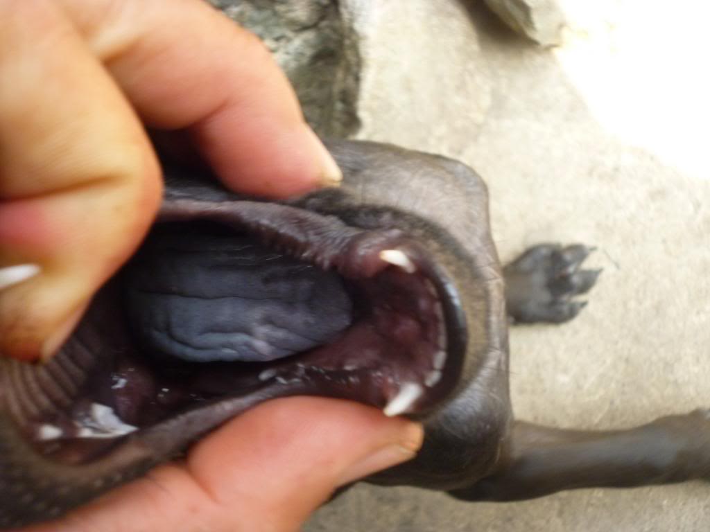 Phân biệt chó Phú Quốc và kinh nghiệm chăm – nuôi