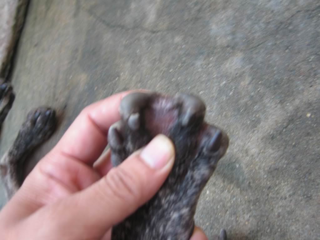 Phân biệt chó Phú Quốc và kinh nghiệm chăm – nuôi